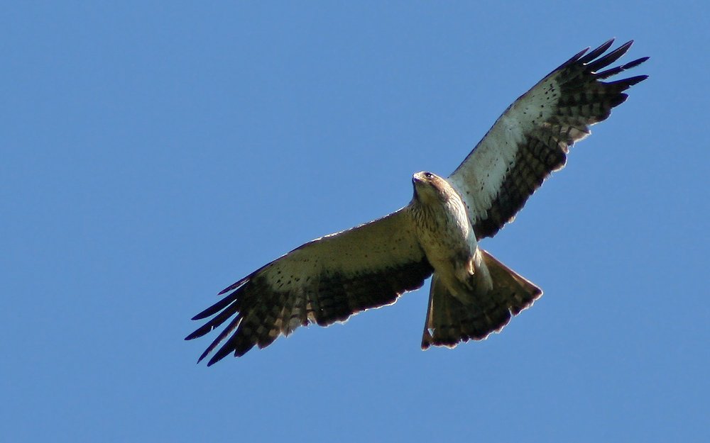 aigle chanteboot