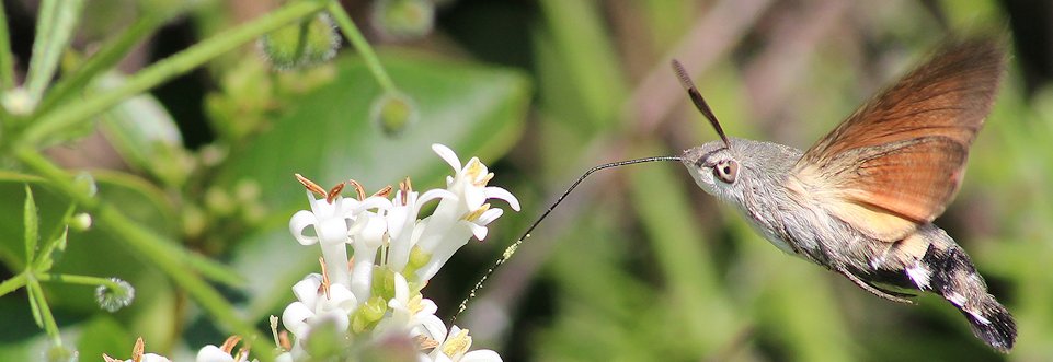 2.2 Sphinx colibris